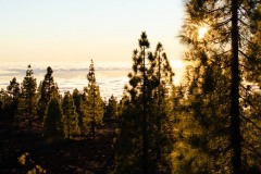 20211228_tenerife_DAK_3177_small